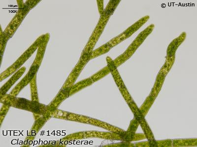 <strong>UTEX LB 1485</strong> <br><i>Cladophora kosterae</i>
