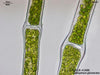 UTEX LB 1488 Cladophora glomerata | UTEX Culture Collection of Algae