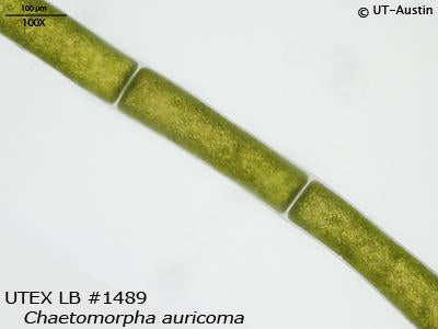 UTEX LB 1489 Chaetomorpha auricoma | UTEX Culture Collection of Algae