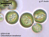 UTEX B 148 Chlorellidium tetrabotrys | UTEX Culture Collection of Algae