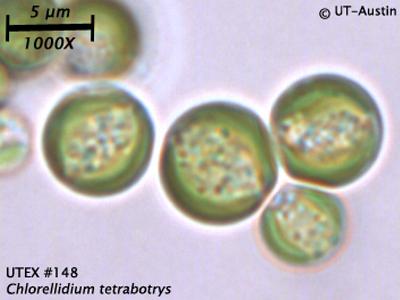<strong>UTEX B 148</strong> <br><i>Chlorellidium tetrabotrys</i>