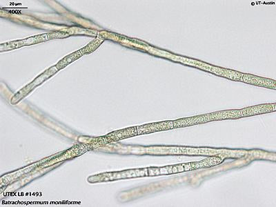<strong>UTEX LB 1493</strong> <br><i>Batrachospermum moniliforme</i>