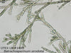 UTEX LB 1495 Batrachospermum sirodotia | UTEX Culture Collection of Algae