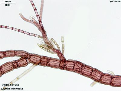 <strong>UTEX LB 1508</strong> <br><i>Spyridia filimentosa</i>
