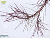 UTEX LB 1508 Spyridia filimentosa | UTEX Culture Collection of Algae