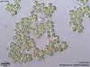 UTEX B 150 Mischococcus sphaerocephalus | UTEX Culture Collection of Algae