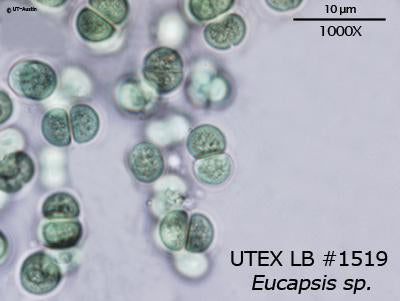 UTEX LB 1519 Eucapsis sp. | UTEX Culture Collection of Algae