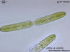 UTEX LB 1520 Spirotaenia obscura | UTEX Culture Collection of Algae