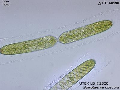 <strong>UTEX LB 1520</strong> <br><i>Spirotaenia obscura</i>