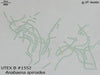 UTEX B 1552 Anabaena spiroides | UTEX Culture Collection of Algae