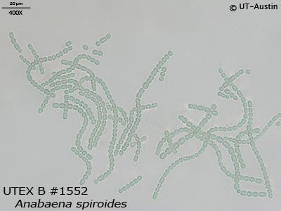 <strong>UTEX B 1552</strong> <br><i>Anabaena spiroides</i>
