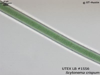 UTEX LB 1556 Scytonema crispum | UTEX Culture Collection of Algae