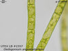 UTEX LB 1557 Oedogonium angustistomum | UTEX Culture Collection of Algae
