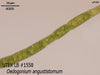 UTEX LB 1558 Oedogonium angustistomum | UTEX Culture Collection of Algae