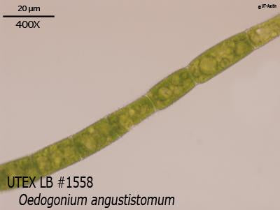 <strong>UTEX LB 1558</strong> <br><i>Oedogonium angustistomum</i>