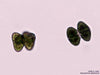 UTEX LB 1569 Staurastrum gladiosum | UTEX Culture Collection of Algae
