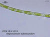 UTEX LB 1574 Stigeoclonium subsecundum | UTEX Culture Collection of Algae