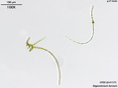 <strong>UTEX LB 1575</strong> <br><i>Stigeoclonium farctum</i>