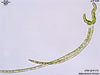 UTEX LB 1575 Stigeoclonium farctum | UTEX Culture Collection of Algae