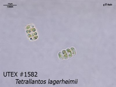 <strong>UTEX 1582</strong> <br><i>Tetrallantos lagerheimii</i>