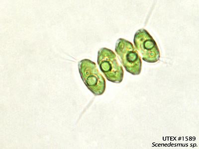 <strong>UTEX 1589</strong> <br><i>Scenedesmus sp.</i>