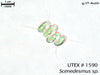 UTEX 1590 Scenedesmus sp. | UTEX Culture Collection of Algae