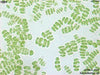 UTEX 1591 Scenedesmus sp. | UTEX Culture Collection of Algae