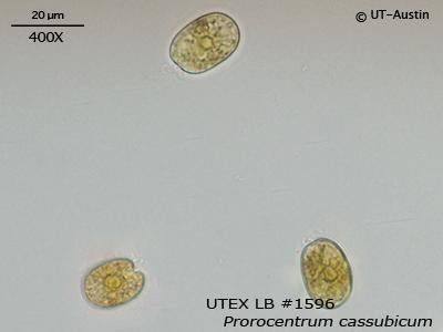 <strong>UTEX LB 1596</strong> <br><i>Prorocentrum cassubicum</i>