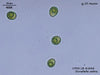UTEX LB 1644 Dunaliella salina | UTEX Culture Collection of Algae