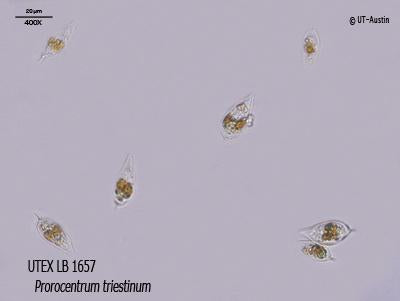 UTEX LB 1657 Prorocentrum triestinum | UTEX Culture Collection of Algae