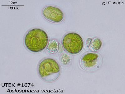 <strong>UTEX 1674</strong> <br><i>Axilosphaera vegetata</i>