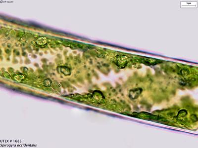 <strong>UTEX LB 1683</strong> <br><i>Spirogyra occidentalis</i>