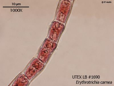 UTEX LB 1690 Erythrotrichia carnea | UTEX Culture Collection of Algae