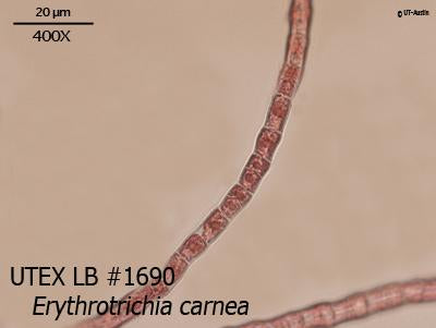 UTEX LB 1690 Erythrotrichia carnea | UTEX Culture Collection of Algae