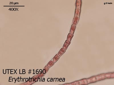 <strong>UTEX LB 1690</strong> <br><i>Erythrotrichia carnea</i>