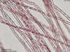 UTEX LB 1692 Acrochaetium plumosum | UTEX Culture Collection of Algae