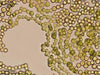 UTEX 1697 Chlorosarcinopsis arenicola | UTEX Culture Collection of Algae