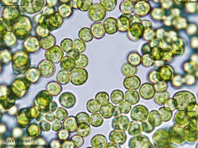 UTEX 1697 Chlorosarcinopsis arenicola | UTEX Culture Collection of Algae