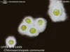 UTEX B 1699 Chlorosarcinopsis communis | UTEX Culture Collection of Algae