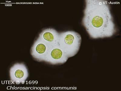 <strong>UTEX B 1699</strong> <br><i>Chlorosarcinopsis communis</i>