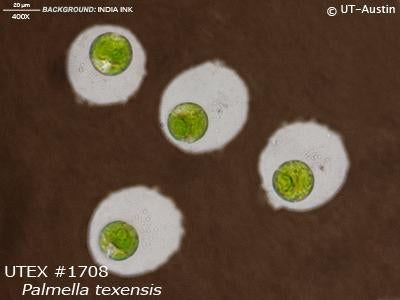<strong>UTEX 1708</strong> <br><i>Palmella texensis</i>