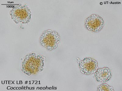 <strong>UTEX LB 1721</strong> <br><i>Coccolithus neohelis</i>