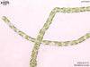 UTEX B 172 Bumilleria sicula | UTEX Culture Collection of Algae