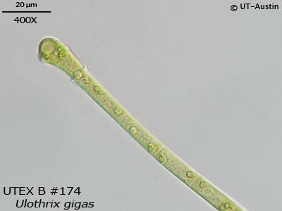 Utothrix UTEX B 174 Ulothrix gigas | UTEX Culture Collection of Algae