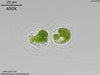 UTEX LB 1758 Haematococcus zimbabwiensis | UTEX Culture Collection of Algae