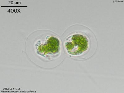 <strong>UTEX LB 1758</strong> <br><i>Haematococcus zimbabwiensis</i>
