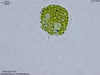 UTEX LB 1758 Haematococcus zimbabwiensis | UTEX Culture Collection of Algae