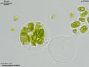 UTEX LB 1762 Characiosiphon rivularis | UTEX Culture Collection of Algae