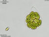 UTEX LB 1762 Characiosiphon rivularis | UTEX Culture Collection of Algae