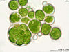 UTEX 1766 Chlorococcum acidum | UTEX Culture Collection of Algae
